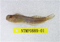 藏品(橫帶間頸鬚鳚)的圖片